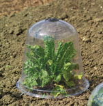 Bell Plant Cloches