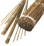 Bamboo Canes (60cm)