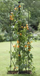 Trellis Garden Obelisk