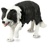 Small Collie Sheep Dog