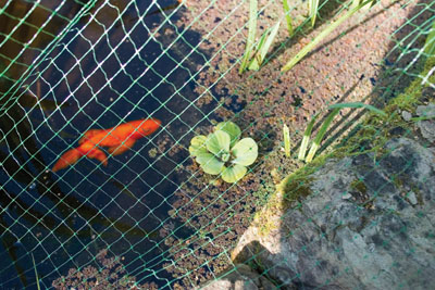 Pond and Crop Protection Netting (4m x 2m)