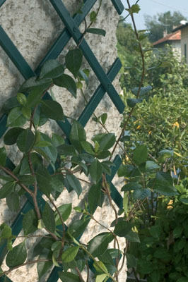 Green Plastic Trellis (2m x 1m)