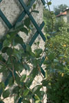 Green Plastic Trellis (1m x 1m)