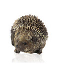 Baby Hedgehog  Garden Ornament